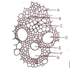 ANATOMY OF FLOWRING PLANT IMPORTANT QUESTIONS