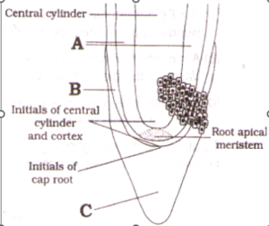 ANATOMY OF FLOWRING PLANT IMPORTANT QUESTIONS