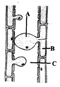 ANATOMY OF FLOWRING PLANT IMPORTANT QUESTIONS