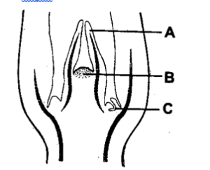 ANATOMY OF FLOWRING PLANT IMPORTANT QUESTIONS