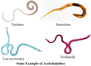 Phylum Aschelminthes