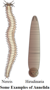 Annelida