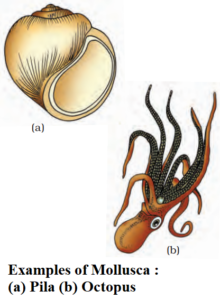 Phylum Mollusca