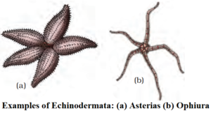 Phylum Echinodermata