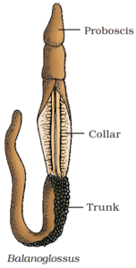 Phylum Hemichordate