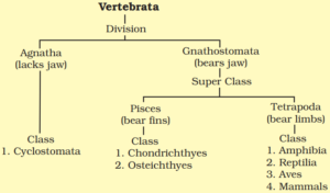 The subphylum Vertebrata is further divided