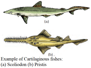 Class – Chondrichthyes