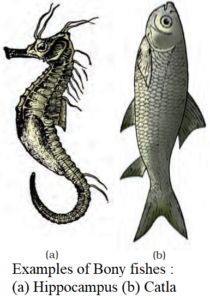 Class – Osteichthyes