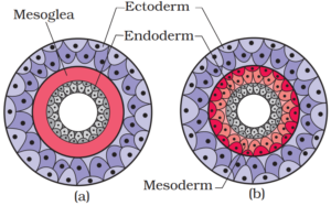 Diploblastic