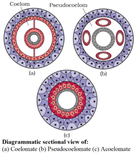 Coelomates