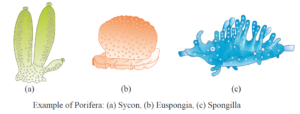 Characteristic Features of Phylum Porifera