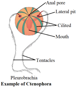 phylum Ctenophora