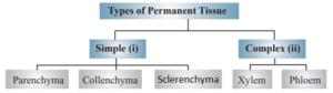 CHAPTER 6 ANATOMY OF FLOWERING PLANTS