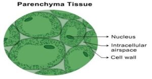 CHAPTER 6 ANATOMY OF FLOWERING PLANTS