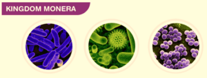 CHAPTER 1 BIOLOGICAL CLASSIFICATION