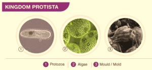 CHAPTER 2 BIOLOGICAL CLASSIFICATION