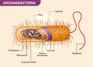 ARCHAEBACTERIA