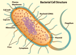 BIOLOGICAL CLASSIFICATION