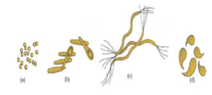 CHAPTER 2 BIOLOGICAL CLASSIFICATION PRACTICE QUESTIONS