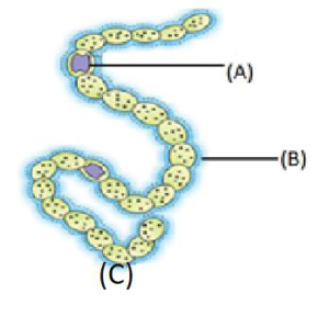 CHAPTER 2 BIOLOGICAL CLASSIFICATION PRACTICE QUESTIONS