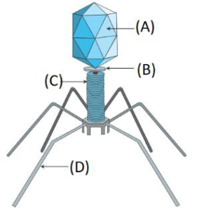 CHAPTER 2 BIOLOGICAL CLASSIFICATION PRACTICE QUESTIONS