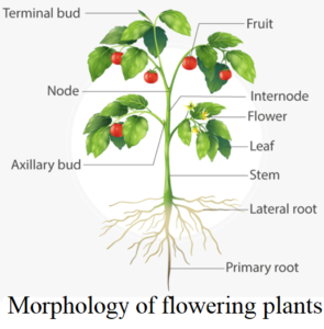 CHAPTER 5 MORPHOLOGY OF FLOWERING PLANT , Morphology