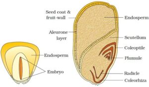 Monocotyledonous seeds