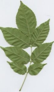 Pinnately compound leaves