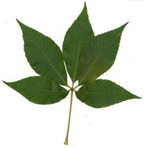 Palmately compound leaves