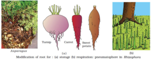 Modification of roots