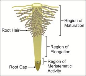 Regions of Roots