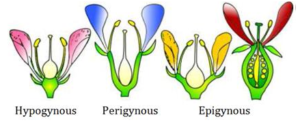 CHAPTER 5 MORPHOLOGY OF FLOWERING PLANT, The flower