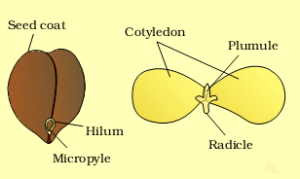 Dicotyledonous Seeds