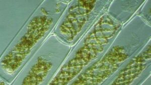 CHAPTER 3 PLANT KINGDOM