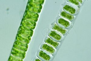 CHAPTER 2 PLANT KINGDOM