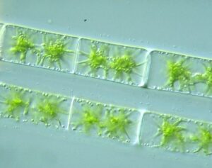 Star-shaped in Zygnema.