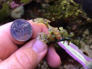 Disc-shaped in Caulerpa