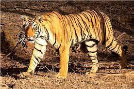 CHAPTER 1 LIVING WORLD PRACTICE QUESTIONS