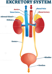 19 EXCRETORY PRODUCTS AND THEIR ELIMINATION , human excretory system