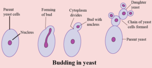 23 REPRODUCTION IN ORGANISMS