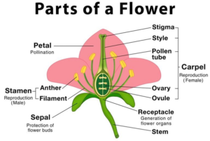 24 Sexual Reproduction in Flowering Plants, parts of a flower