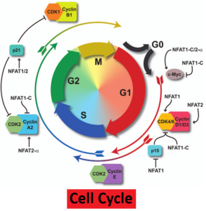 10 CELL CYCLE AND CELL DIVISION