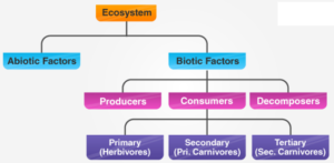 ECOSYSTEM, The structure of ecosystem comprises two different components: