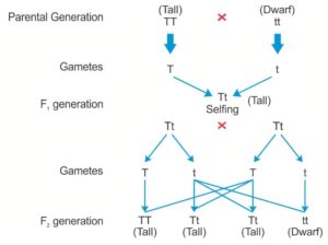 PRINCIPLES OF INHERITANCE AND VARIATION