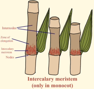 15 PLANT GROWTH AND DEVELOPMENT