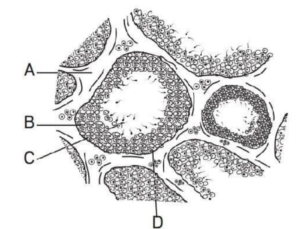 HUMAN REPRODUCTION QUESTIONS