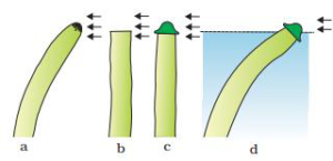 15 PLANT GROWTH AND DEVELOPMENT QUESTIONS