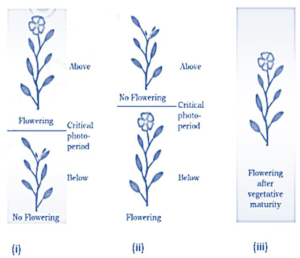 15 PLANT GROWTH AND DEVELOPMENT QUESTIONS