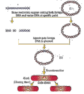 BIOTECHNOLOGY PRINCIPAL AND PROCESSES QUESTION