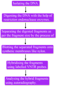MOLECULAR BASIS OF INHERITANCE